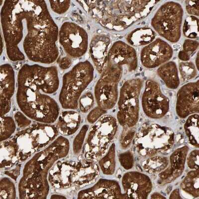 Immunohistochemistry-Paraffin: SCRN2 Antibody [NBP1-85994] - Staining of human kidney shows cytoplasmic positivity in renal tubules.