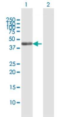 Western Blot: SCRN2 Antibody [H00090507-B01P] - Analysis of SCRN2 expression in transfected 293T cell line by SCRN2 polyclonal antibody.  Lane 1: SCRN2 transfected lysate(46.75 KDa). Lane 2: Non-transfected lysate.