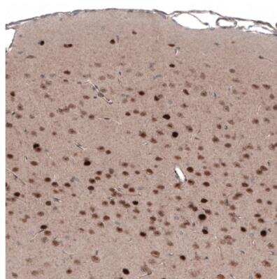 Immunohistochemistry-Paraffin SCRT1 Antibody - BSA Free