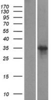 Western Blot: SCRT1 Overexpression Lysate (Adult Normal) [NBP2-06136] Left-Empty vector transfected control cell lysate (HEK293 cell lysate); Right -Over-expression Lysate for SCRT1.