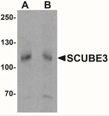 Western Blot SCUBE3 Antibody - BSA Free