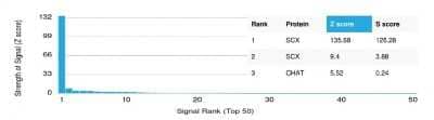 Protein Array: SCX Antibody (PCRP-SCXA-2D11) [NBP3-08516] - Analysis of Protein Array containing more than 19,000 full-length human proteins using SCX Mouse Monoclonal Antibody (PCRP-SCX-2D11).