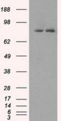 Western Blot: SCY1 like 3 Antibody (OTI1A5) - Azide and BSA Free [NBP2-74025] - HEK293T cells were transfected with the pCMV6-ENTRY control (Left lane) or pCMV6-ENTRY SCY1 like 3 (Right lane) cDNA for 48 hrs and lysed. Equivalent amounts of cell lysates (5 ug per lane) were separated by SDS-PAGE and immunoblotted with anti-SCY1 like