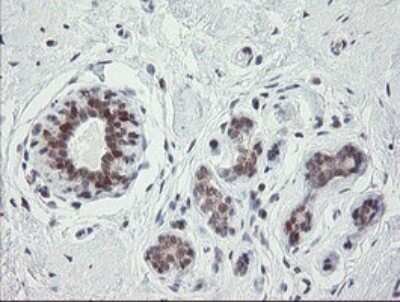 Immunohistochemistry: SCYL1BP1 Antibody (4F11) [NBP2-45912] - Analysis of Human breast tissue.