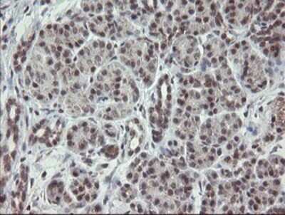 Immunohistochemistry: SCYL1BP1 Antibody (4F11) [NBP2-45912] - Analysis of Human pancreas tissue.