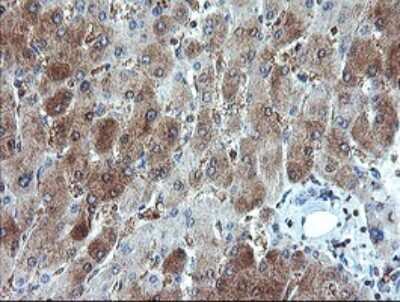 Immunohistochemistry: SCYL1BP1 Antibody (4F11) [NBP2-45912] - Analysis of Human liver tissue.