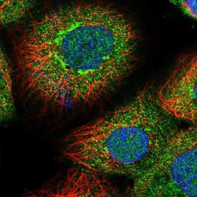 Immunocytochemistry/Immunofluorescence: SCYL1BP1 Antibody [NBP1-92370] - Immunofluorescent staining of human cell line A-431 shows localization to nucleus, nucleoli, cytosol & the Golgi apparatus.