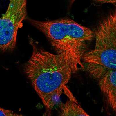 Immunocytochemistry/Immunofluorescence: SCYL1BP1 Antibody [NBP1-92371] - Immunofluorescent staining of human cell line U-251 MG shows localization to nucleoplasm, cytosol & the Golgi apparatus. Antibody staining is shown in green.