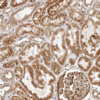 Immunohistochemistry-Paraffin: SCYL1BP1 Antibody [NBP1-92370] - Staining of human kidney shows distinct positivity in glomeruli and tubule cells.