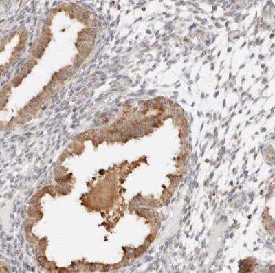 Immunohistochemistry-Paraffin: SCYL1BP1 Antibody [NBP1-92371] - Staining of human emdometrium shows moderate cytoplasmic positivity in glandular cells.