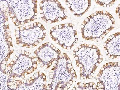 Immunohistochemistry-Paraffin: SCYL1BP1 Antibody [NBP2-97159] - Immunochemical staining of human SCYL1BP1 in human small intestine with rabbit polyclonal antibody at 1:500 dilution, formalin-fixed paraffin embedded sections.