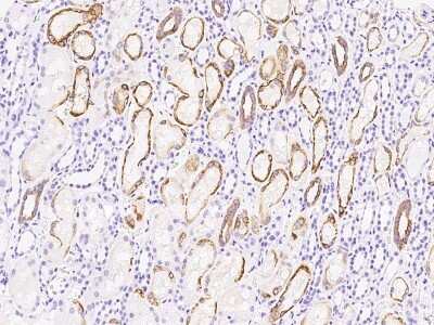 Immunohistochemistry-Paraffin: SCYL1BP1 Antibody [NBP2-97159] - Immunochemical staining of human SCYL1BP1 in human kidney with rabbit polyclonal antibody at 1:500 dilution, formalin-fixed paraffin embedded sections.