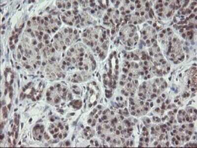 Immunohistochemistry: SCYL1BP1 Antibody (OTI4F11) - Azide and BSA Free [NBP2-74029] - Analysis of Human pancreas tissue.