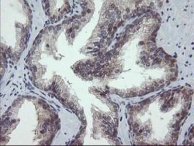 Immunohistochemistry: SCYL1BP1 Antibody (OTI4F11) - Azide and BSA Free [NBP2-74029] - Analysis of Human prostate tissue.