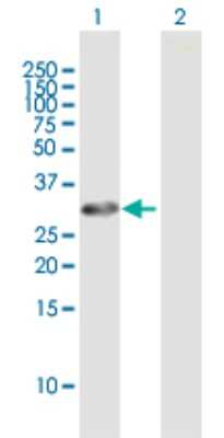 Western Blot: SCYL1BP1 Antibody [H00092344-B01P] - Analysis of SCYL1BP1 expression in transfected 293T cell line by SCYL1BP1 polyclonal antibody.  Lane 1: SCYL1BP1 transfected lysate(27.06 KDa). Lane 2: Non-transfected lysate.