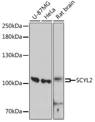 Western Blot: SCYL2 Antibody [NBP2-93250] - Analysis of extracts of various cell lines, using SCYL2 . Exposure time: 90s.
