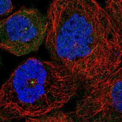 Immunocytochemistry/ Immunofluorescence SDCCAG8 Antibody