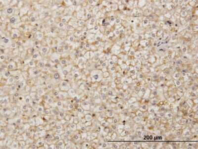 Immunohistochemistry-Paraffin SDF2 Antibody (3G7-1D6)