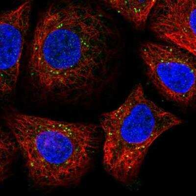 Immunocytochemistry/Immunofluorescence: SDF2 Antibody [NBP1-86211] - Staining of human cell line A549 shows localization to vesicles.