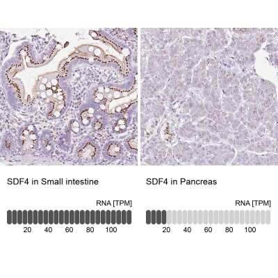 Immunohistochemistry-Paraffin: SDF4 Antibody [NBP2-47284] - Staining in human small intestine and pancreas tissues using anti-SDF4 antibody. Corresponding SDF4 RNA-seq data are presented for the same tissues.