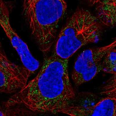 Immunocytochemistry/Immunofluorescence: SDH Assembly Factor 1 Antibody [NBP2-57573] - Staining of human cell line HEK 293 shows localization to mitochondria.