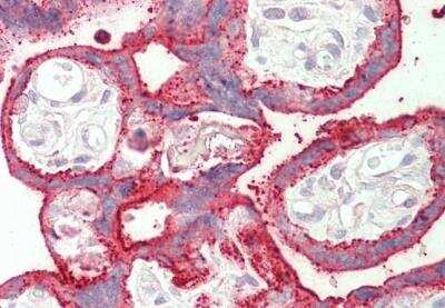 Immunohistochemistry-Paraffin: SDH Assembly Factor 1 Antibody [NBP2-29339] - Staining of paraffin embedded Human Placenta with antibody at 5 ug/mL. Steamed antigen retrieval with citrate buffer pH 6, AP-staining.