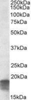 Western Blot SDH Assembly Factor 1 Antibody