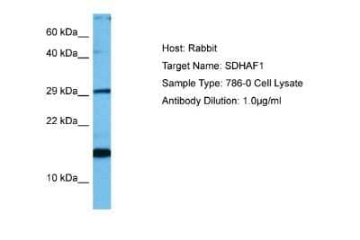 Western Blot: SDH Assembly Factor 1 Antibody [NBP2-88226] - Host: Rabbit. Target Name: SDHAF1. Sample Tissue: Human 786-0 Whole Cell lysates. Antibody Dilution: 1ug/ml