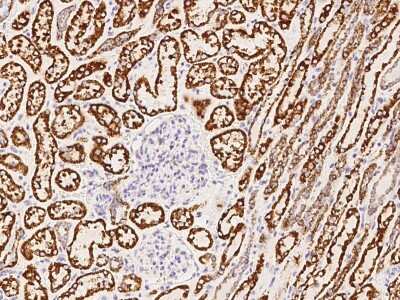 Immunohistochemistry-Paraffin: SDHA Antibody [NBP2-99321] - Immunochemical staining of human SDHA in human kidney with rabbit polyclonal antibody at 1:1000 dilution, formalin-fixed paraffin embedded sections.