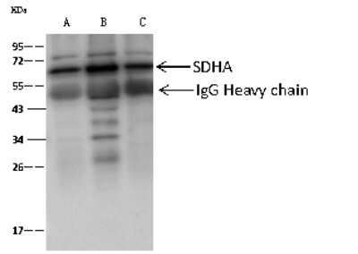 Immunoprecipitation: SDHA Antibody [NBP2-99321] - SDHA was immunoprecipitated using: Lane A: 0.5 mg MCF7 Whole Cell Lysate Lane B: 0.5 mg HeLa Whole Cell Lysate Lane C: 0.5 mg Jurkat Whole Cell Lysate 2 ul anti-SDHA rabbit polyclonal antibody and 60 ug of Immunomagnetic beads Protein A/G.  Primary antibody: Anti-SDHA rabbit polyclonal antibody, at 1:100 dilution. Secondary antibody: Goat Anti-Rabbit IgG (H+L)/HRP at 1/10000 dilution  Developed using the ECL technique. Performed under reducing conditions. Predicted band size: 72 kDa. Observed band size: 72 kDa