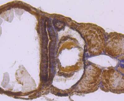 Immunohistochemistry-Paraffin: SDHA Antibody (JM10-83) [NBP2-67130] - Analysis of paraffin-embedded zebrafish tissue using anti-SDHA antibody. Counter stained with hematoxylin.