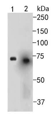 Western Blot: SDHA Antibody (JM10-83) [NBP2-67130] - Western blot analysis of SDHA on different cell lysates using anti-SDHA antibody at 1/500 dilution. Positive control: Lane 1:HepG2 Lane 2:SHG44