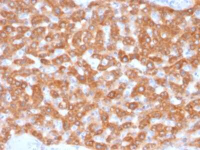 Immunohistochemistry-Paraffin: SDHB Antibody (SDHB/2126) - Azide and BSA Free [NBP3-08809] - Formalin-fixed, paraffin-embedded human Kidney stained with SDHB Mouse Monoclonal Antibody (SDHB/2126).