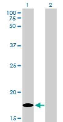 Western Blot: SDNSF/MCFD2 Antibody (3A5-G4) [H00090411-M01] - Analysis of MCFD2 expression in transfected 293T cell line by MCFD2 monoclonal antibody (M01), clone 3A5-G4.Lane 1: MCFD2 transfected lysate(16.4 KDa).Lane 2: Non-transfected lysate.