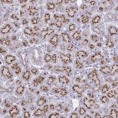 Immunohistochemistry: SDNSF/MCFD2 Antibody [NBP2-37873] - Staining of human salivary gland shows strong granular cytoplasmic positivity in glandular cells.