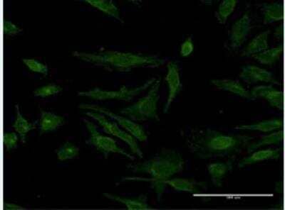 Immunocytochemistry/Immunofluorescence: SDNSF/MCFD2 Antibody (X1) [H00090411-M12-100ug] -  MCFD2 on HeLa cell . [antibody concentration 10 ug/ml].