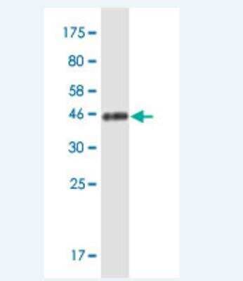 Western Blot: SDNSF/MCFD2 Antibody (X1) [H00090411-M12-100ug] - Detection against Immunogen (41.8 KDa) 