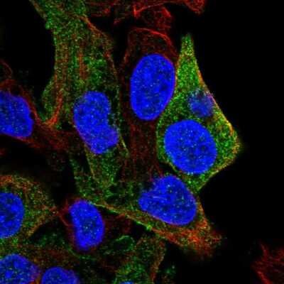 Immunocytochemistry/Immunofluorescence: SDPR Antibody [NBP2-57218] - Staining of human cell line Hep G2 shows localization to plasma membrane & cytosol.