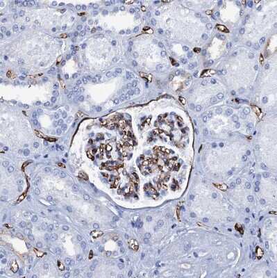 Immunohistochemistry-Paraffin: SDPR Antibody [NBP1-86610] - Staining of human kidney shows strong membranous positivity in cells in glomeruli.