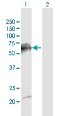 Western Blot: SDPR Antibody [H00008436-B01P] - Analysis of SDPR expression in transfected 293T cell line by SDPR polyclonal antibody.  Lane 1: SDPR transfected lysate(46.75 KDa). Lane 2: Non-transfected lysate.
