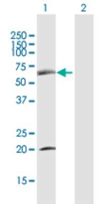 Western Blot: SDPR Antibody [H00008436-D01P] - Analysis of SDPR expression in transfected 293T cell line by SDPR polyclonal antibody.Lane 1: SDPR transfected lysate(47.20 KDa).Lane 2: Non-transfected lysate.