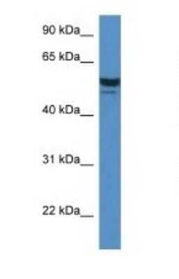 Western Blot: SDPR Antibody [NBP1-74112] - Titration: 1.0 ug/ml Positive Control: Mouse Heart.