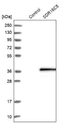 <b>Orthogonal Strategies Validation. </b>Western Blot: SDR16C5 Antibody [NBP1-87150] - Analysis in control (vector only transfected HEK293T lysate) and SDR16C5 over-expression lysate (Co-expressed with a C-terminal myc-DDK tag (3.1 kDa) in mammalian HEK293T cells).