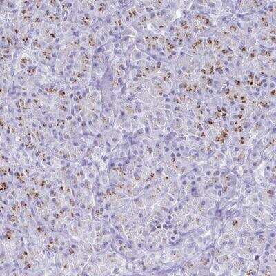 Immunohistochemistry-Paraffin SDR42E2 Antibody - BSA Free