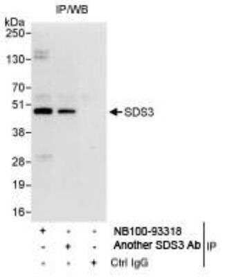 Immunoprecipitation: SDS3 Antibody [NB100-93318] - Detection of Human SDS3 by Western Blot of  Immunoprecipitates. Samples: Whole cell lysate (1 mg for IP,  20% of IP loaded) from HeLa cells. Antibody: Affinity purified  rabbit anti-SDS3 antibody NB100-93318 used for IP at 3 mcg/mg  lysate. SDS3 was also immunoprecipitated by rabbit anti-SDS3  antibody BL6778, which recognizes a downstream epitope.