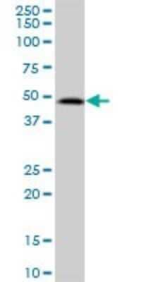 Western Blot: SDS3 Antibody [H00064426-B01P] - Analysis of SUDS3 expression in Hela S3 NE.