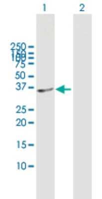 Western Blot: SDSL Antibody [H00113675-B01P] - Analysis of SDSL expression in transfected 293T cell line by SDSL polyclonal antibody.  Lane 1: SDSL transfected lysate(36.19 KDa). Lane 2: Non-transfected lysate.