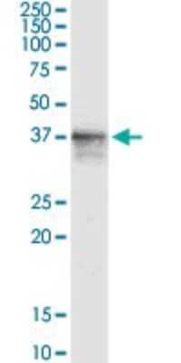 Western Blot: SDSL Antibody [H00113675-D01P] - Analysis of SDSL expression in mouse brain.