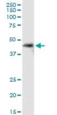 Western Blot: SDSL Antibody [H00113675-D01P] - Analysis of SDSL expression in rat brain.