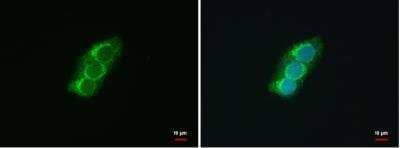 Immunocytochemistry/Immunofluorescence: SEC13 Antibody [NBP1-33291] - HepG2 cells were fixed in 4% paraformaldehyde at RT for 15 min. Green: SEC13L1 protein stained by SEC13L1 antibody [N1C3] diluted at 1:500. Blue: Hoechst 33342 staining.